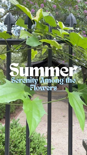 There’s 4 more weeks of summer. Take advantage of the season by strolling among the blooms 🌻. #SouthCarolina has gorgeous gardens across the state so you can stop and smell the roses. Spending time in nature is good for your mental and physical health. Taking a deep inhale of those flowers, may boost your mood and decrease your stress 🌹. Here’s some spots to check out: 🌼 Magnolia Plantation and Gardens 🌼 Sumter: Swan Lake Iris Gardens 🌼 Orangeburg: City of Orangeburg Parks & Recreation Depa