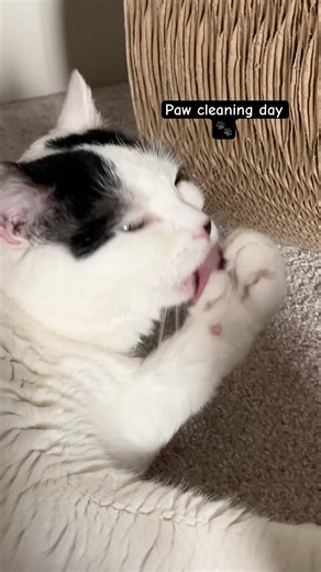 Cat cleaning paws 🐾 #cats #cute #cutecat #adorable #funny