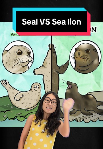 Seal vs Sea Lion: Key Differences Explained