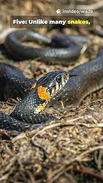 10 Garter Snake Facts in 45s 🐍 #animals #10facts #wildlife #facts #fyp