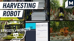 75K views · 77 reactions | This machine autonomously moves throughout the greenhouse scanning and choosing vegetables ready to be picked from the vine. The robot can be controlled via a phone app and lets the user configure which ripeness to harvest and where on the vine to make the cut. | Mashable | Facebook
