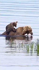 6K views · 146 reactions | Animal Planet TV on Reels | Facebook