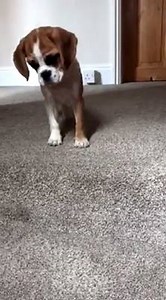 7.1K views · 363 reactions | Lucy is letting her February Puggle Pic Pageant win get to her head, now refusing to go down the stairs by herself. Such a little adorable diva. ;) | Puggle! | Facebook