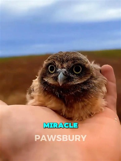 He Was So Tiny He Fit In One Palm… Look At Him Now! 😭🦉