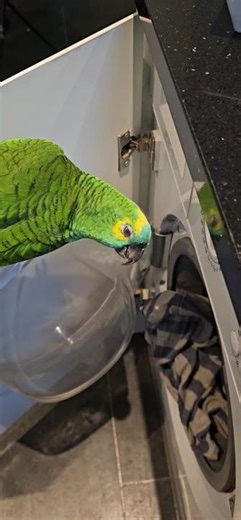 parrot trying to CLIMB in to washing machine!