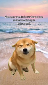 Coming home from vacation like “awww”… Then remembering you booked another AFVC trip and suddenly it’s “hehehehe.” #ArmedForcesVacationClub #AFVC #MilitaryTravel #MilitaryFamily #Veterans #ActiveDuty #MilitaryCommunity #ThankYouForYourService #HolidaySeason | Armed Forces Vacation Club