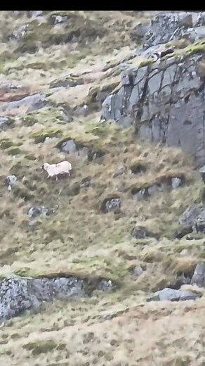 61K views · 809 reactions | '푎 푑표푔 푤푖푡ℎ 푝표푤푒푟 푠ℎ표푢푙푑 푛푒푣푒푟 푛푒푒푑 푡표 푔푟푖푝 푠ℎ푒푒푝' This sheep hadn't the full use of herself and so wasnt just keen to travel. The dog needed to be able to apply enough pressure to make her choose to leave. Whenever she did, we tried to reward her by releasing the pressure. We are always training..either the dog or the stock | ChurchmountSheepdogs | Facebook