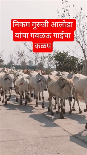 Gaolao breed #gaolao #deshi breed #cow #gircowgujaratbhavngar #ongole #tharparakar #farming #khillar