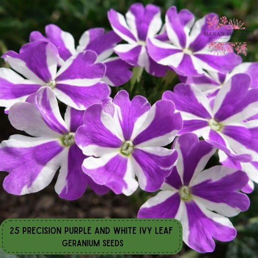 25 Precision Purple & White Ivy Leaf Geranium Seeds, Trailing Pelargonium - Etsy
