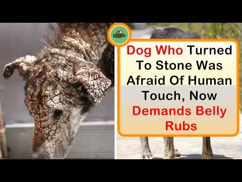 Heartwarming Animal Stories That Restore Your Faith in Humanity