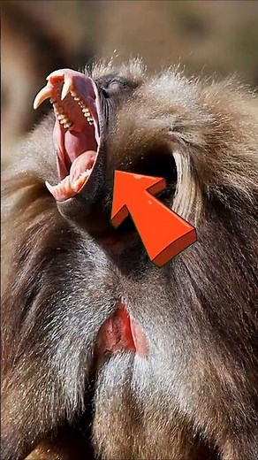Looks dangerous… but it’s all an act. 😏 The SCARIEST Herbivore! #wildlife #animals #facts