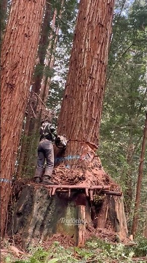 Navigating second growth redwood growing out of old growth stumps. #timberfaller #redwoods #logging
