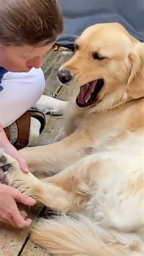 Cat & pup team up begging treats 🍪 #Shorts #Pets #Funny #Cute #Viral