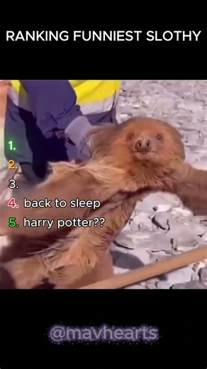 RANKING FUNNIEST SLOTH😂😂 #shorts #sloth #animals #petshub