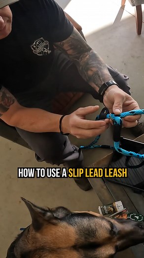 ✅ How to use a SLIP LEAD LEASH ✅ In this reel, you can see from one of our client's perspective how K9 Intuition teaches the use of a SLIP LEAD LEASH 🦮 Slip lead leashes are incredibly effective for not only keeping your dog in your control, but also providing feedback to the dog that let's them know that pulling on the leash is not okay! There is SO MUCH that goes into properly training a dog, are you ready to take your relationship with your animal to the next level? Give us a call, DM us, or