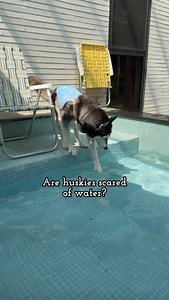 Husky Water = Liquid Betrayal 💦 #husky #drama #waterdog #unimpressedhusky #dramatic | Unimpressed Husky