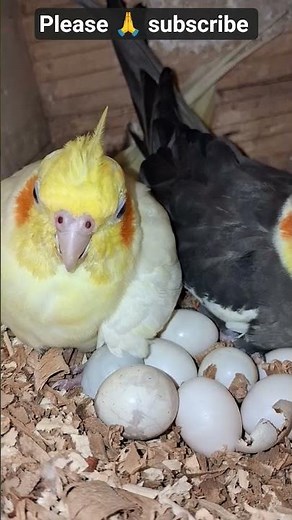 Cockatiel Hatching Eggs 🥚🪺 | Beautiful New Life Begins! 🐣💛