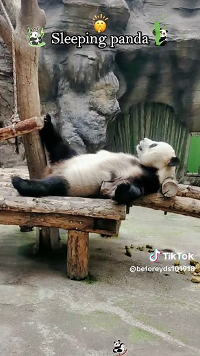 Pandas: The Sleepy Giants of the Animal Kingdom