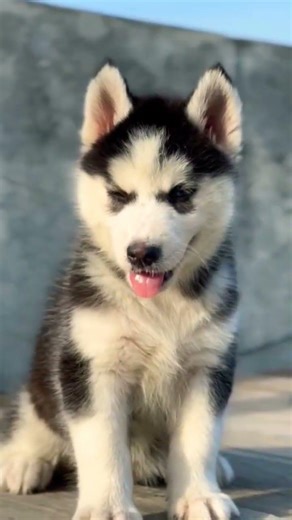 8810623046 Husky puppy available active playful trained start blue eyes family dog contact fast now