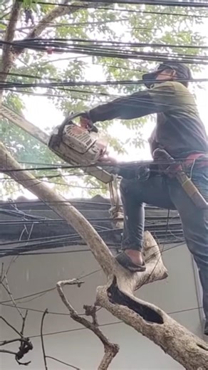 climbing cutting trees #shortvideo #woodworking #chainsaw
