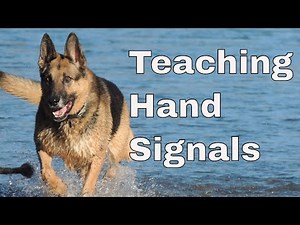 How to teach dogs hand signlas