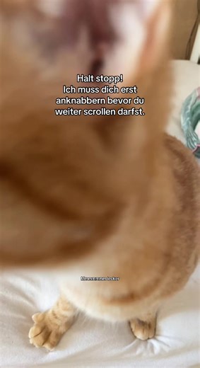 Funny Cat Video: Must Watch Before You Scroll!