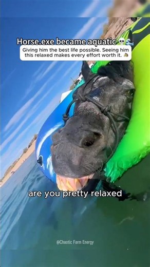 Horse.exe became aquatic.💀🌊#horse #horses #funnyhorse #CuteHorses#fyp