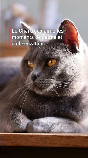 Le Chartreux est une race de chat connue pour son tempérament calme 😻 #chat #chartreux #royalcanin