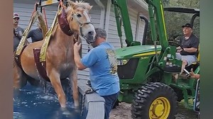 Flucht ins Schwimmbecken: Pferd muss aus Pool gerettet werden