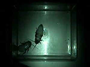 Cockroach Fighting