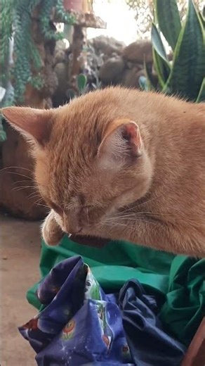 #cat The orange cat is dozing off, how weird!