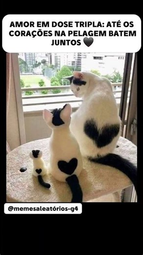 LAÇOS DE AMOR FELINO QUE SE REPETEM EM CADA GERAÇÃO NUM OLHAR DOCE E ETERNO PARA SEMPRE!!!