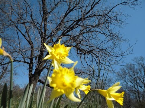 Christ Heals On the Sabbath Day -Seen in the Codex Sinaiticus
