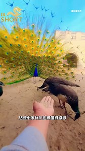 Thế giới động vật | Visual Remix