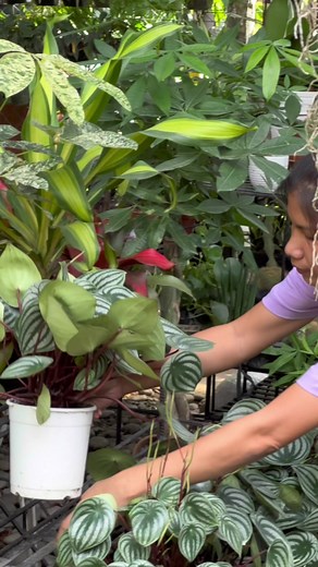 watermelon peperomia ✨ | Bm-Jov Garden Center