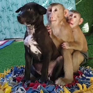 Absolutely Cutest All Koko and Yoko Make Friendship With Puppy | Monkey Koko