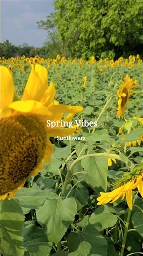 Sunflowers | Spring Vibes | Village | Dhaka | #nature #sunflower