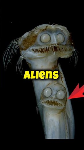 Animals that look like aliens. #animals #shorts