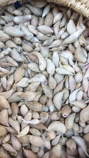 Exploring Different Types of Garlic Bulbs