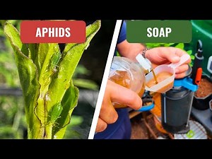 How to Kill Aphids Naturally with Soap Spray!