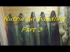 Nutria fur handling Part 3.....Boarding the pelt