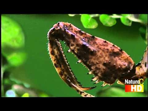 Enter the Mantis: Clip 1. Praying Mantis (HD)