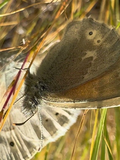 California Ringlets