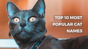 TOP 10 MOST POPULAR CAT NAMES