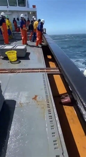 INK STORM — 500 Squid Hit the Deck… Then a Great White Slams In