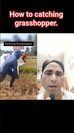 how to catching grasshopper. #gardentrick #facts #farming#farmer#agriculture #gardentips #gatdening