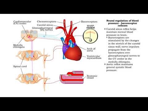Neural regulation of blood pressure - baroreceptor and chemoreceptor reflexes