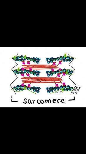 PART 2: How muscles work - The Sliding Filament Theory This is my second animation using @Procreate and i figured a lot out between the first and second videos! Im looking forward to making more science tutorials this year. #spryscience science #anatomyandphysiology #anatomyandphysiologyhelp #biology #learnsomethingnew #howmuscleswork #animation #muscle #muscles #muscularsystem #muscleanatomy #slidingfilamenttheory #actin #myosin #anatomyteacher #scienceteacher