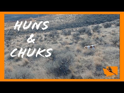Hunting for Hungarian Partridge and Chukar in Eastern Washington - Huns & Chuks