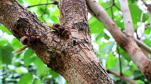 European hornet (Vespa crabro). The largest eusocial european wasp. Hornet nibbling the tree bark.